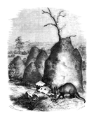 Illustration: Orycteropus capensis