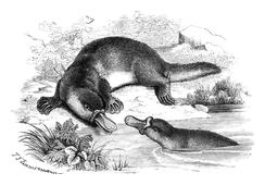 Illustration: Ornithorhynchus paradoxus