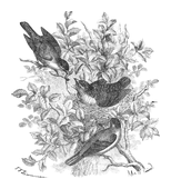 Illustration: Curruca atricapilla