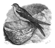 Illustration: Collocallia esculenta