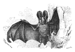 Illustration: Megaderma lyra