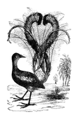 Illustration: Menura superba