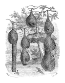 Illustration: Philataerus socius