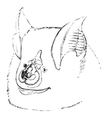 Illustration: Rhinolophus ferrum equinum 