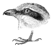 Illustration: Lanius excubitor