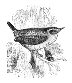 Illustration: Troglodytes parvulus