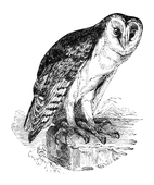 Illustration: Strix flammea