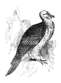Illustration: Gypaëtus barbatus