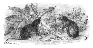 Illustration: Sorex vulgaris