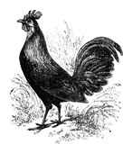 Illustration: Gallus bankiva