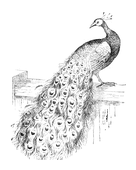 Illustration: Pavo cristatus