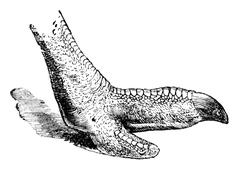 Illustration: Struthio camelus