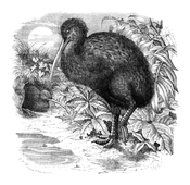 Illustration: Apteryx australis