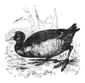 Illustration: Fulica atra