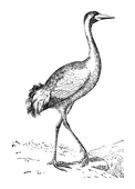 Illustration: Grus cinerea