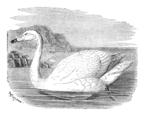 Illustration: Cygnus musicus