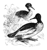 Illustration: Mergus merganser