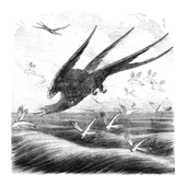 Illustration: Tachypetes aquilus