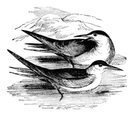 Illustration: Sterna hirundo