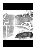 Illustration: Talpa europaea