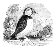Illustration: Mormon arctica