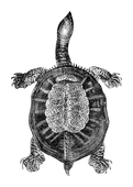 Illustration: Trionyx ferox