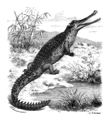 Illustration: Gavialis gangeticus