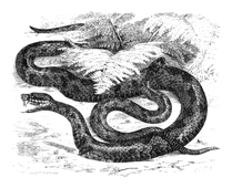 Illustration: Polias berus