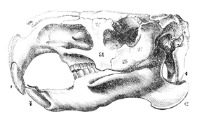 Illustration: Hydrochorus capybara