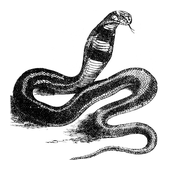 Illustration: Naja haje
