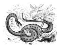 Illustration: Coronella austriaca