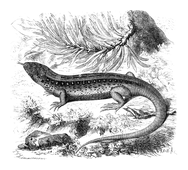 Illustration: Lacerta agilis