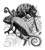Illustration: Camaeleo vulgaris