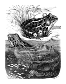Illustration: Rana esculenta