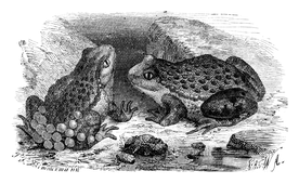 Illustration: Alytes Obstetricans
