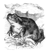 Illustration: Buffo vulgaris