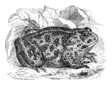 Illustration: Buffo viridis