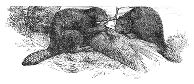 Illustration: Castor fiber