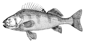 Illustration: Perca fluviatilis