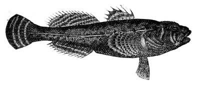 Illustration: Cottus gobio
