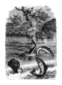 Illustration: Salmo salar