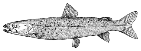 Illustration: Salmo hucho