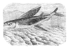 Illustration: Exocoetus volitans