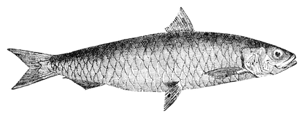 Illustration: Clupea pilchardus