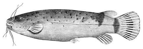 Illustration: Malapterurus electricus