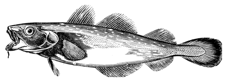 Illustration: Gadus morrhua