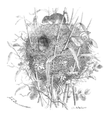 Illustration: Mus minitus