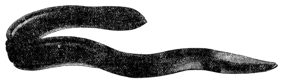 Illustration: Anguilla vulgaris