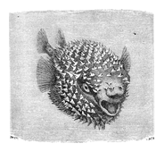 Illustration: Diodon hystrix