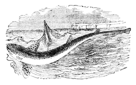 Illustration: Scyllium canicula